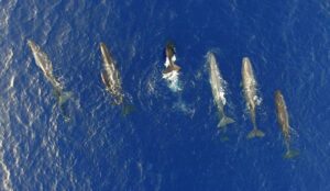 Urgent action needed to save endangered whales from deadly ship collisions
